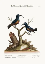 The Purple Indian Creepers, 1749-73